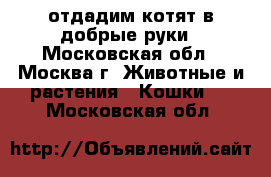 отдадим котят в добрые руки - Московская обл., Москва г. Животные и растения » Кошки   . Московская обл.